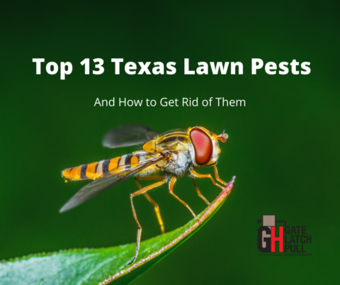 Top 13 Texas Lawn Pests, and How to Get Rid of Them - GH Gate Products ...